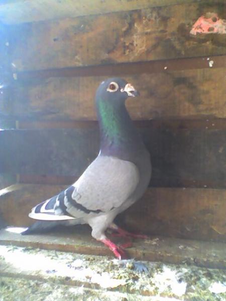 pigeons